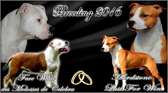 Des molosses de celebra - American Staffordshire Terrier - Portée née le 22/04/2016