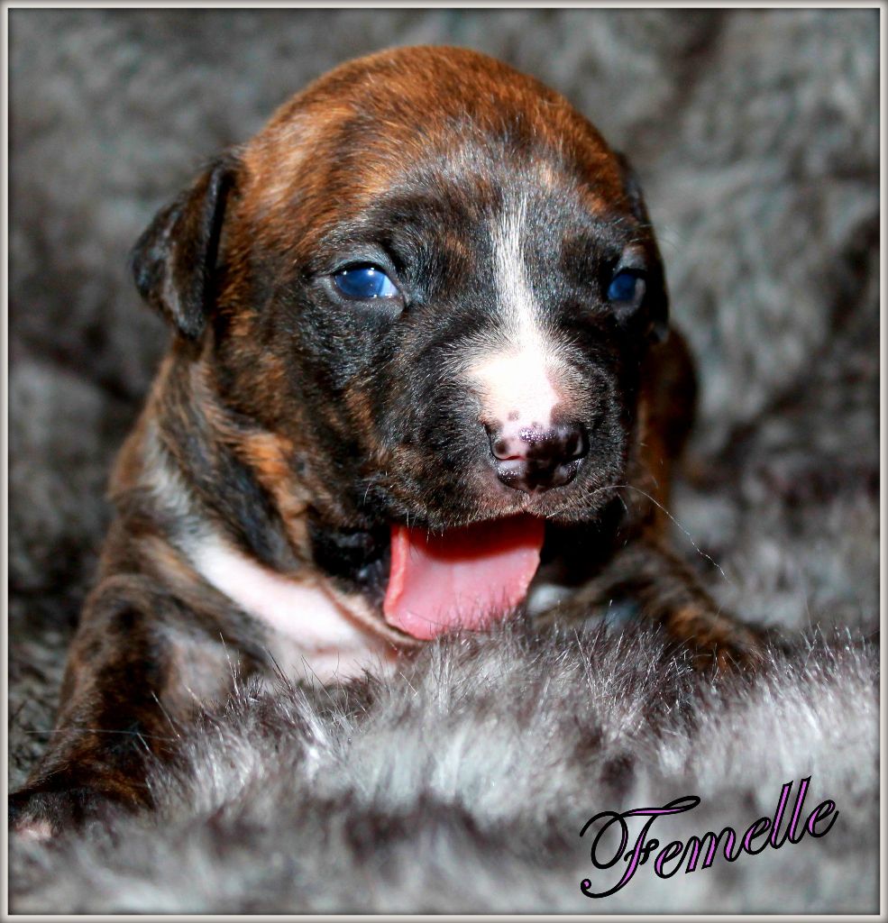 Des molosses de celebra - Chiots disponibles - American Staffordshire Terrier