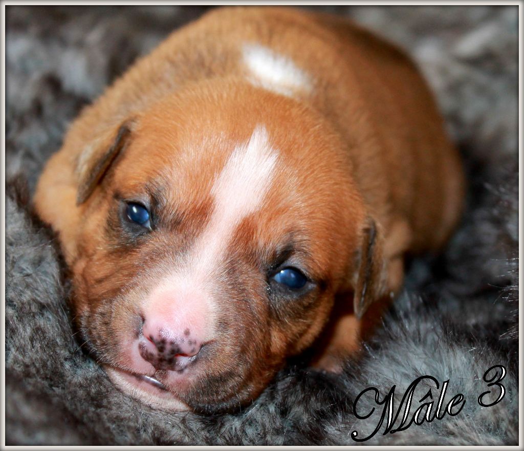 Des molosses de celebra - Chiots disponibles - American Staffordshire Terrier