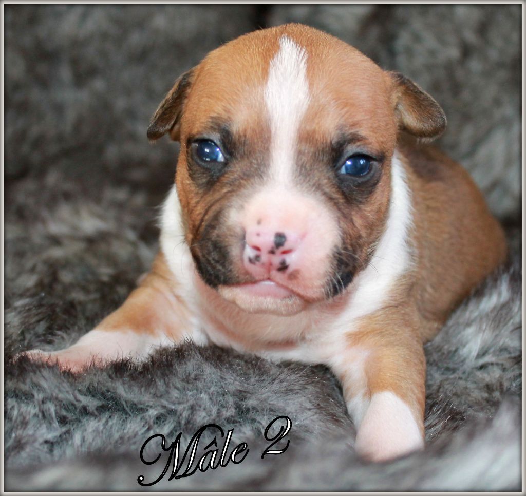 Des molosses de celebra - Chiots disponibles - American Staffordshire Terrier